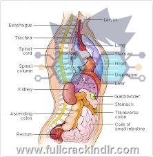 101-tip-ogrencileri-icin-human-body-atlas-medical-view-indir