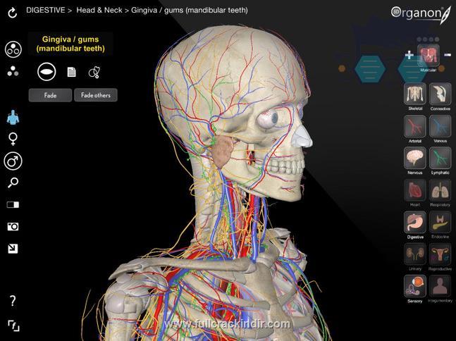 3d-organon-anatomy-v300-indir-iso-formatinda