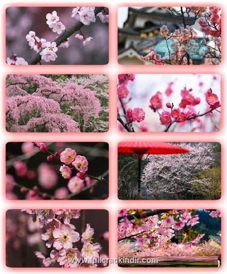 sakura-bahari-2-hd-duvar-kagitlari-indir-japon-cicekleri